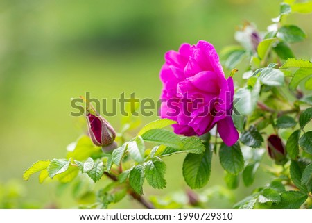 Shutterstock Puzzlepix