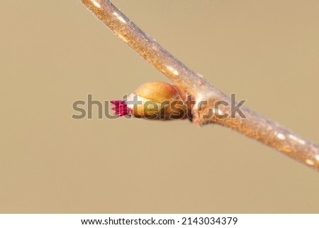 Similar – Foto Bild Corylus avellana Frühling