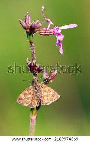 Dingy Skipper (Erynnis tages) is a butterfly of the Hesperiidae family. Dingy Skipper Butterfly (Erynnis tages) looking downwards and resting on a purple flower with great light. Photo stock © 