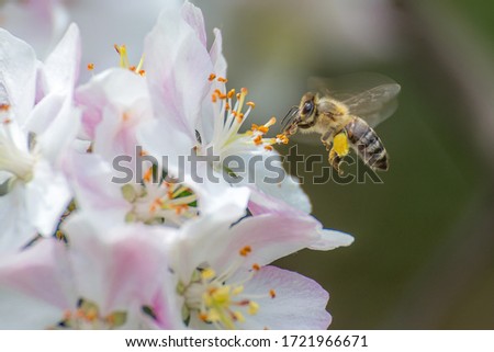 Image, Stock Photo Apple blossoms in beautiful light