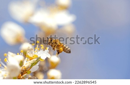 Similar – Foto Bild Fliegende Biene über Blüten