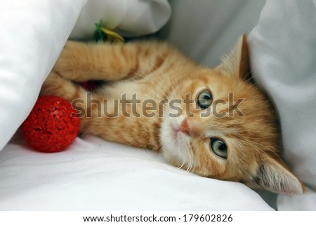 British Red kitten and red ball