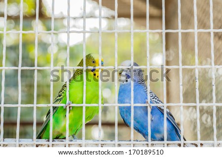 Couple conure in bird cage