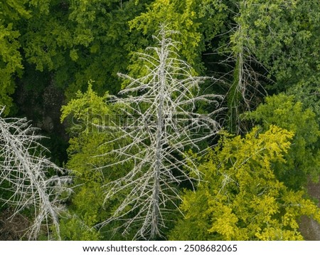 Similar – Image, Stock Photo Two dead trees by a muddy lake shore