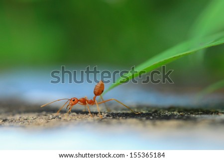 red ant working with intention on nature