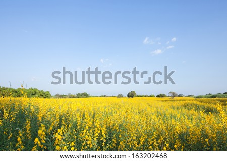 Farm Sunhemp flowers. Beautiful yellow flowers and blue sky in Phetchabun of Thailand. (Sunn hemp flowers)