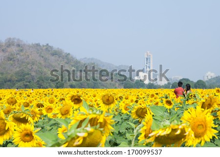 Young people lovers Visit the Sunflower Field Beautiful  in Saraburi Thailand.