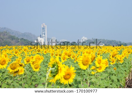 beautiful  field Sunflower with  industrial factory the background in Saraburi, Thailand.