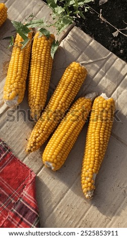 Similar – Image, Stock Photo Ripe corn cob lies on the brown earth, one sees withering leaves and stems of the corn plant