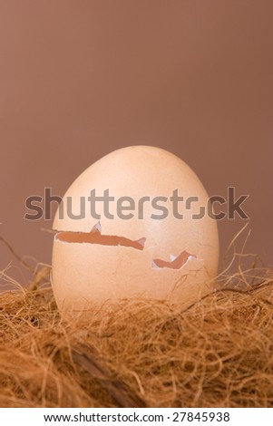 An empty cracked egg shell in the nest