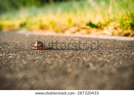 Snail on road