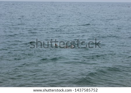 Similar – Image, Stock Photo He who swims lives longer. He who does not sink.