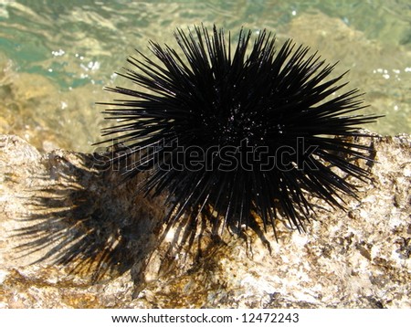 sea urchin on rock  with sea in background