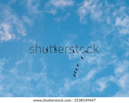 Similar – Image, Stock Photo Better the bird in the hand than the pigeon on the ramp, or: all pigeons are grey during the day.