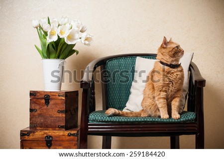 Home interior, cat sitting in an armchair, a wall and a bouquet of white tulips