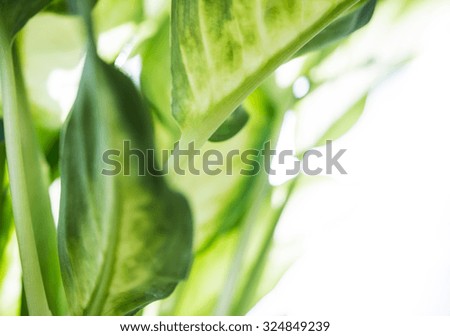 Green leaves of a tropical plant close-up, nature and botanical background isolated.
