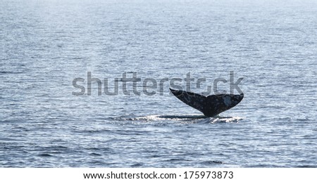 Gray whale watching in the Channel Islands near Ventura.