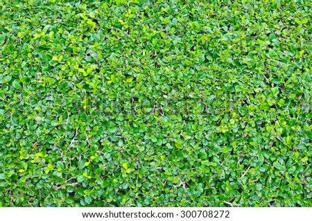Green leaves wall with text space