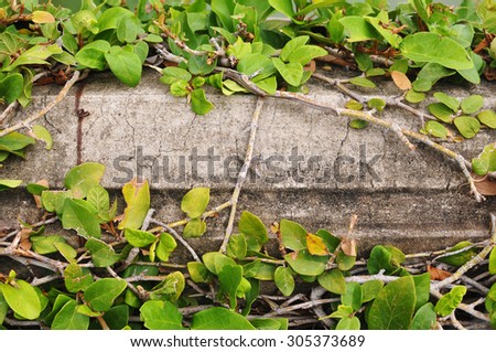 Green leaves ivy or vine frame on white concrete wall background with text space