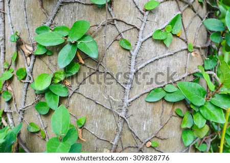 Vines or shingle plant wrapped around trees