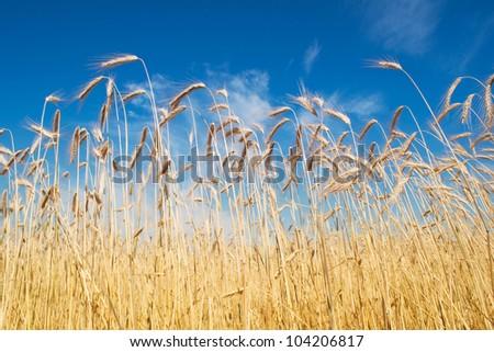 field of rye, blue sky