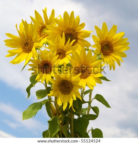 bouquet sunflower