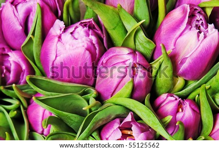 beautiful pink tulips, big bouquet