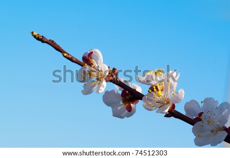 beautiful cherry tree on blue sky