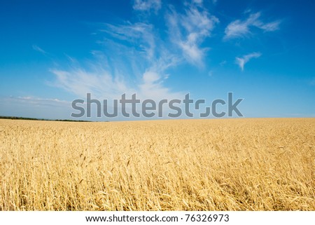 field of rye