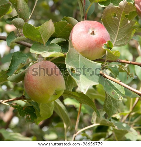 two apples on the tree