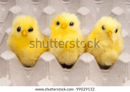 yellow chickens in box