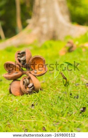 Background, Fruit with a hard shell.