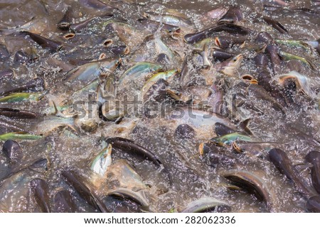 Many fish are spoiling food, Background/Textures.