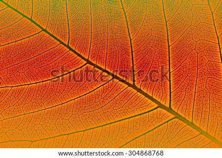 Abstract background, Close up of green leaf texture, Colorful of leaf texture.