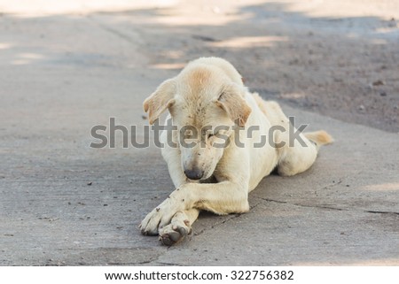 Abstract background of poor animal, Dog white plantation owner.