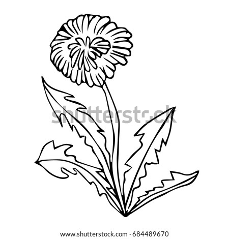Dandelion vector illustration on white background. Doodle style. Design icon, print, logo, poster, symbol, decor, textile, paper, card. 