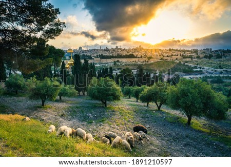Sheep on the Mount of Olives - Beautiful sunset view of Old City Jerusalem: the Dome of the Rock and the Golden or Mercy Gate, with sheep grazing between olive trees on the Mount of Olives