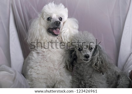 A horizontal close up portrait of a white miniature poodle and a gray toy poodle against a soft, white drape.