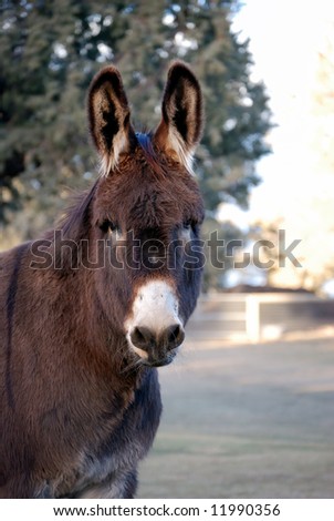 Vertical image of a cute brown donkey.