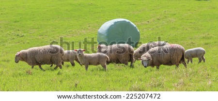 The sheep farm and white wrapped silage background in green farm summer, countryside in New Zealand.