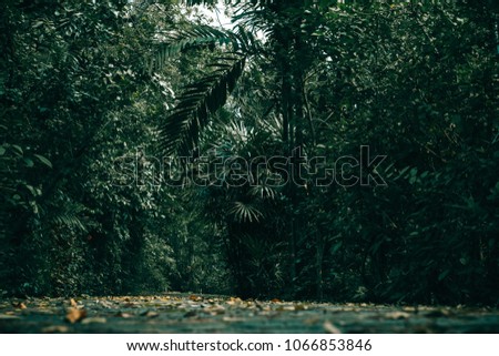 Free Photos Scary Forest Wallpaper Halloween Dark Trees Green