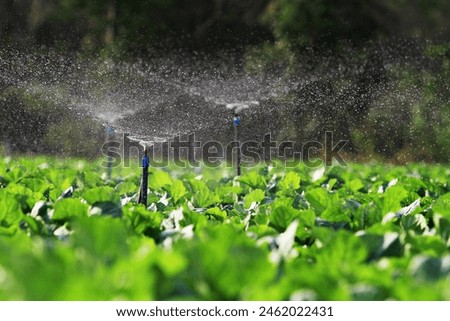 Similar – Image, Stock Photo A farmer sprinkles a potato plantation with an antifungal chemical. Use chemicals in agriculture. Agriculture and agribusiness, agricultural industry. Fight against fungal infections and insects.