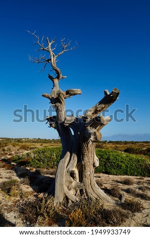 Centuries-old dead shrub on the small uninhabited island of Chrysī also called Chrissi or Gaidouronīsi about 7 miles south of Crete near Ierapetra in the Libyan Sea.