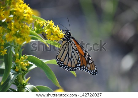 Monarch butterfly & a wasp share the nectar from a golden rod.
