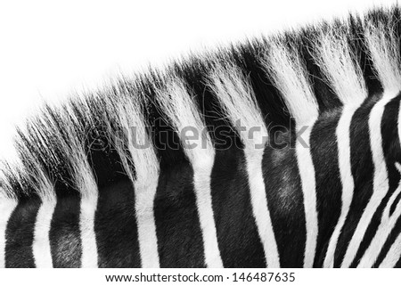 Close-up of stripes on zebra fur