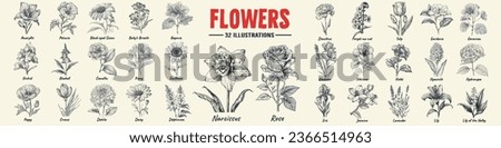 Flower set hand drawn vector illustration. Rose, Lily, Narcissus and violet engraved style, sketch isolated on white.