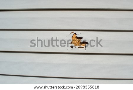 A lawnmower and a rock resulted in a punctured piece of vinyl siding on this home. Siding replacement professionals may be hired soon. Foto stock © 