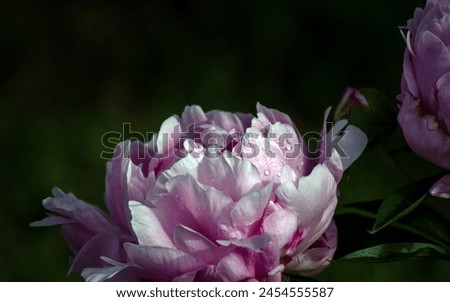 Similar – Image, Stock Photo Amazingly beautiful pink Peony on light pink background. Card Concept, copy space for text