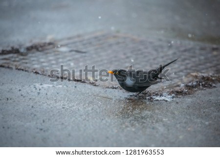 Similar – Image, Stock Photo Little thrush drinking water from cup