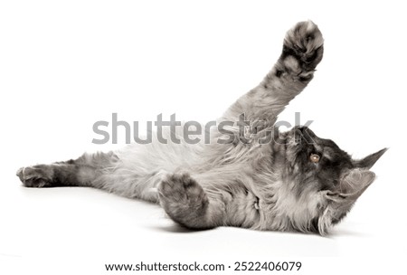 Similar – Image, Stock Photo Curiously, the Maine Coon cat peers over the edge of the sofa. Fotoline certainly doesn’t notice that she has snuck up and is about to chase her feet. Or maybe she does?